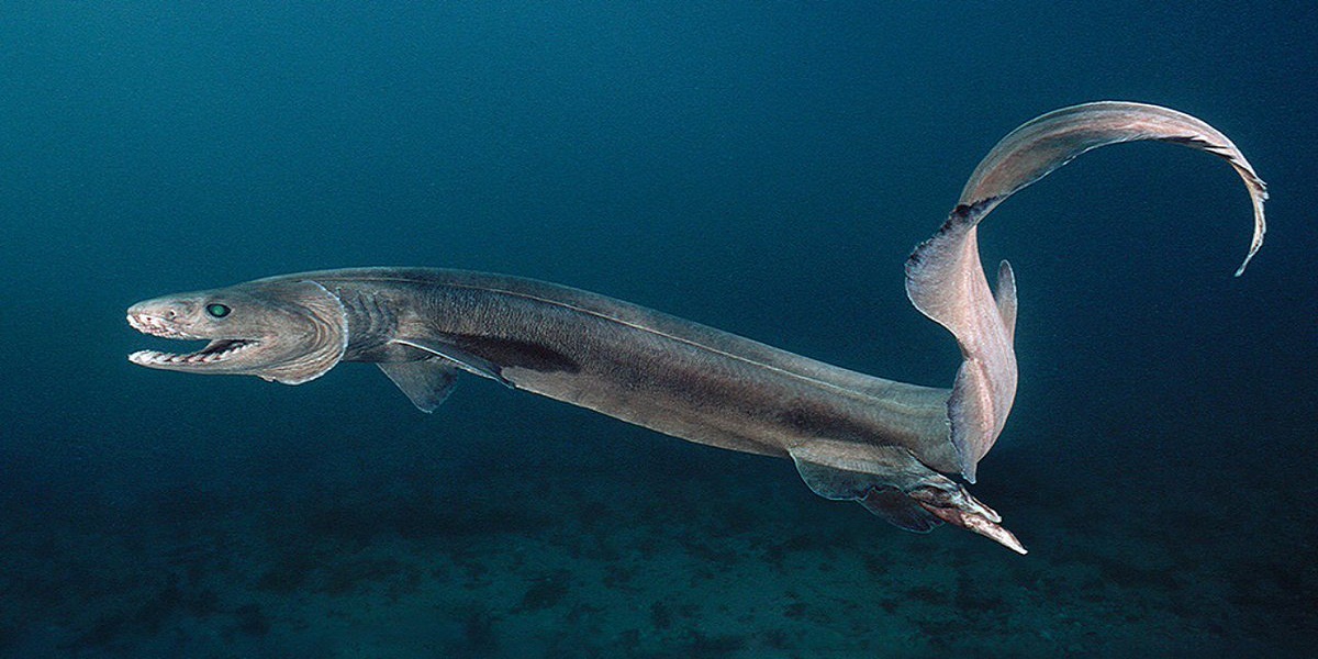 Requin-lézard : on vous parle de ce requin préhistorique »