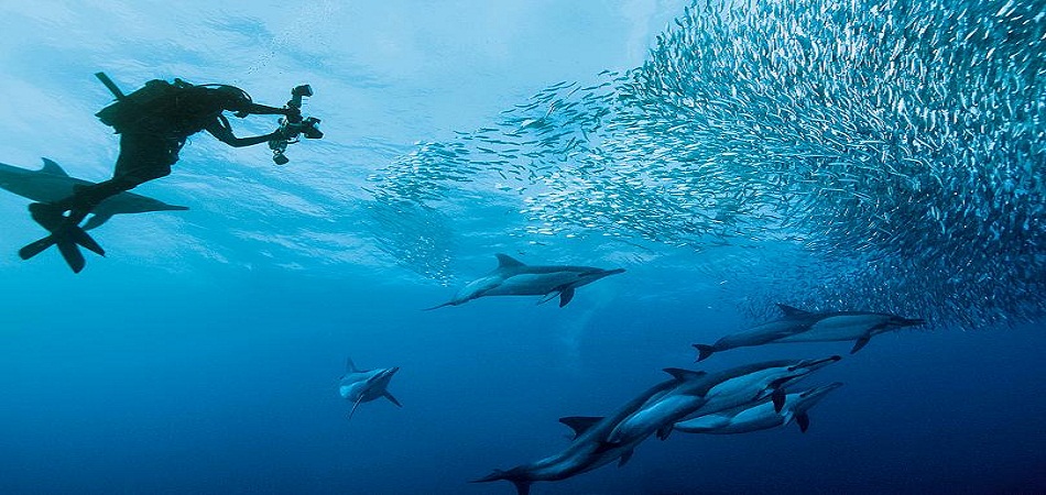 Plongée sous-marine : la garantie des montées d’adrénaline